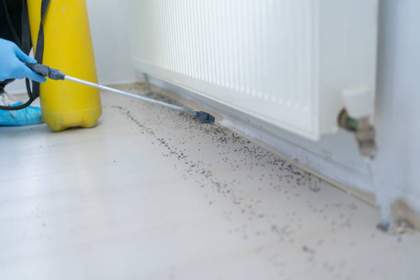 Best Cockroach Control Services  in Rantoul, IL